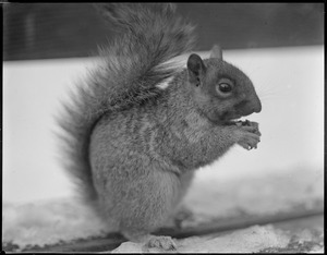 Squirrel - Boston Common