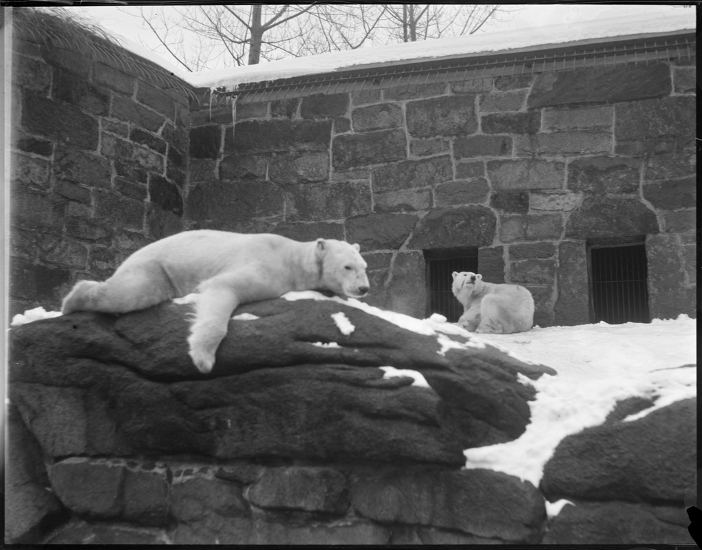 Polar bear Pachsha on rock Fatma - in rear