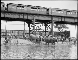 Elephants bathing salt water Mystic River Everett, MA. while circus was at Sullivan Sq. grounds.