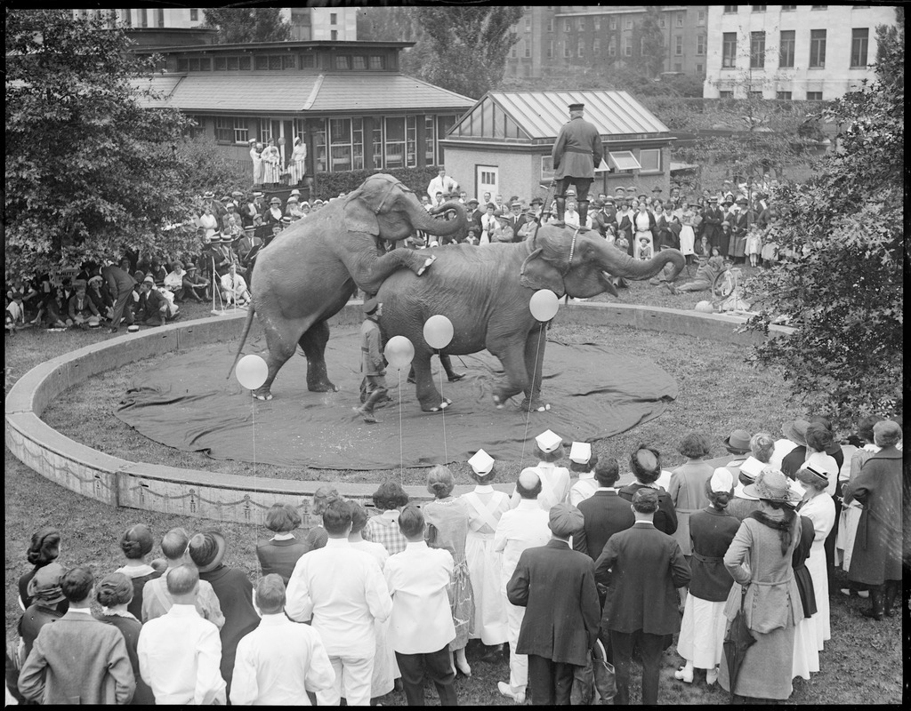 Elephants perform at Children's Hospital, Boston, MA.