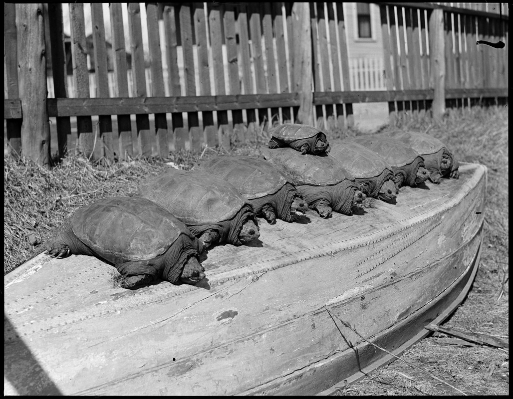 Battery of huge turtles caught in Spy Pond, Arlington.
