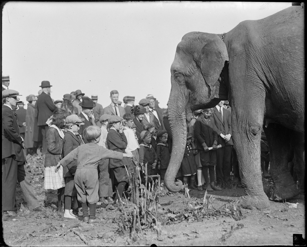 Elephant and people
