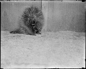 Angry porcupine in captivity