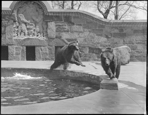 Grizzly bears in Franklin Park zoo