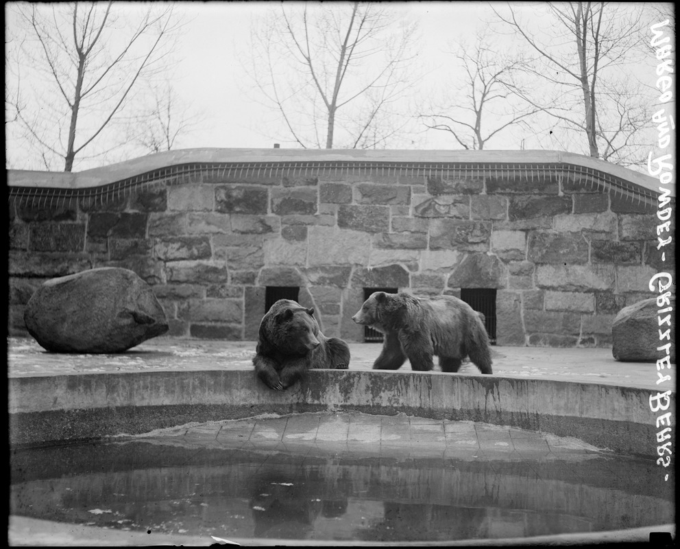 Margo and Rowdey, grizzly bears