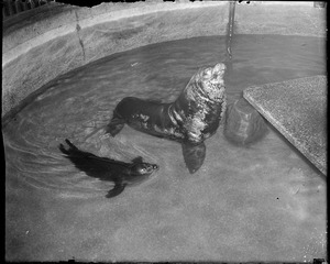 Seal and young