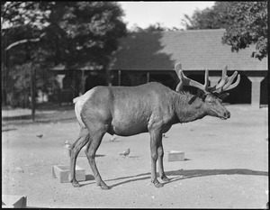 Elk