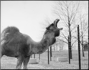 Camel with mouth open