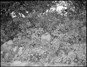 Chipmunk on rock, Raymond, ME