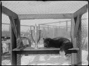 Unidentified animal