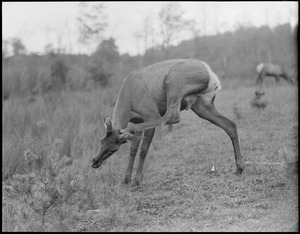 Elk scratching head - Middleborough, MA