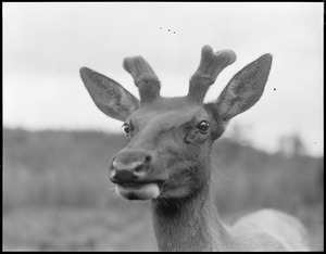 Young elk