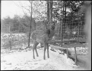 Elk Ranch - Middleborough, MA