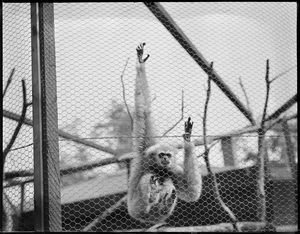 Monkeys in Buck's Zoo, N.Y.