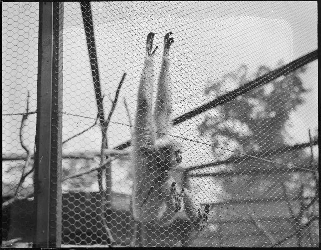Monkeys in Buck's Zoo in N.Y.