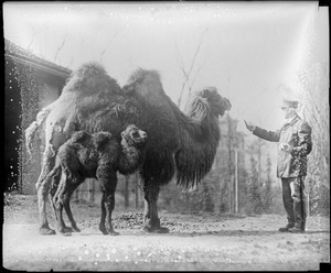 Mother camel in N.Y. zoo--and baby camel Ruth Elder