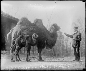 Mother camel in N.Y. zoo--and baby camel Ruth Elder