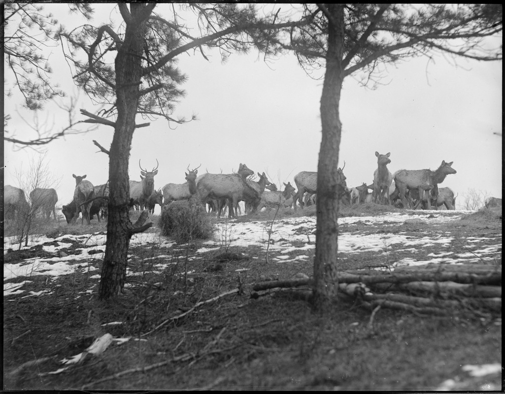 Elk Ranch - Middleborough, MA.