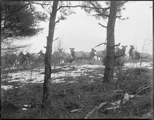 Elk Ranch - Middleborough, MA.