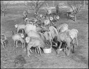 Elk Ranch - Middleborough, MA.