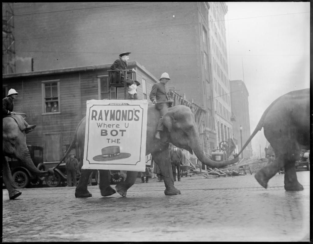 Elephants with sign Raymond's Where U Bot the [Hat]