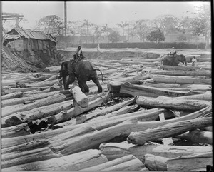 Elephant at work in a lumber mill at Rangoon, India. Note the chain tied to his leg.