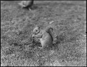 Mr. Squirrel on the Boston Common