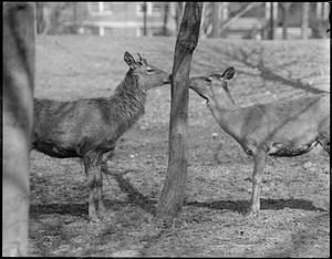 Red deer