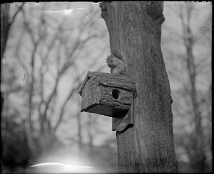 Squirrel on bird house