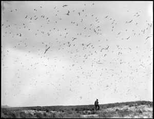 Terns - Chatham