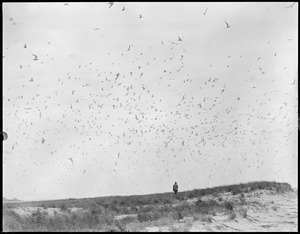 Terns - Chatham, MA