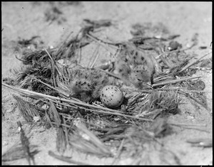 Terns, bird & egg