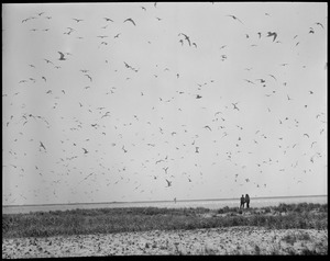 Tern Island, Chatham, MA