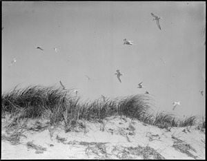 Tern Island, Chatham, MA