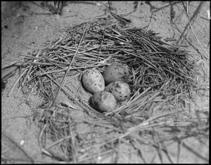 Terns - Tern eggs, Chatham, Mass.