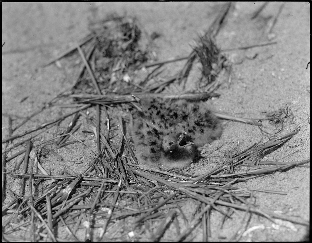 Tern at Tern Island - Chatham, Mass.