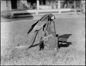 Cocoa - parrot taking a picture at Red Gables, New London, N.H. - vacation days