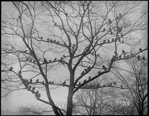 Pigeons roost on trees on Common. Very unusual.