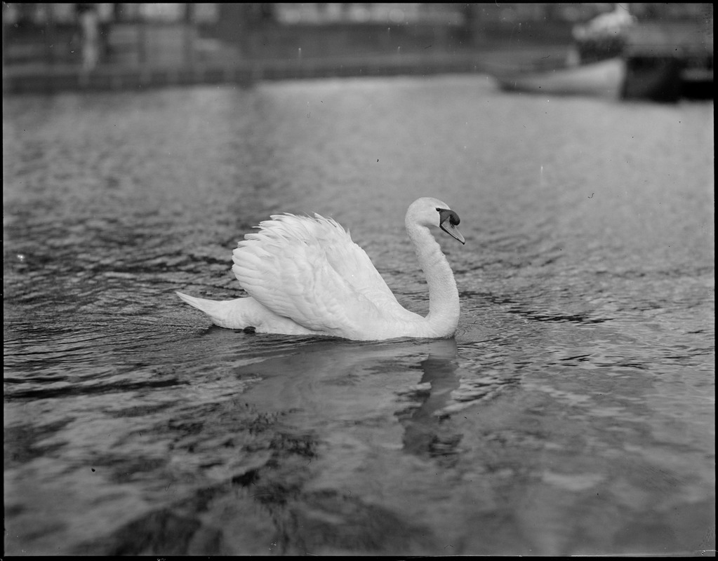 Swan - Public Garden