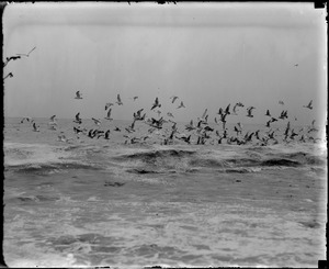 Sea gulls