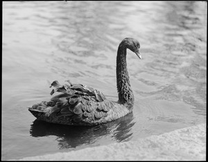 Sam the black swan, Public Gardens