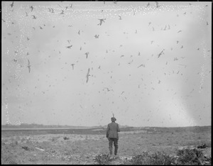 Terns on Tern Island, Chatham.