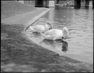 Swans - Public Garden