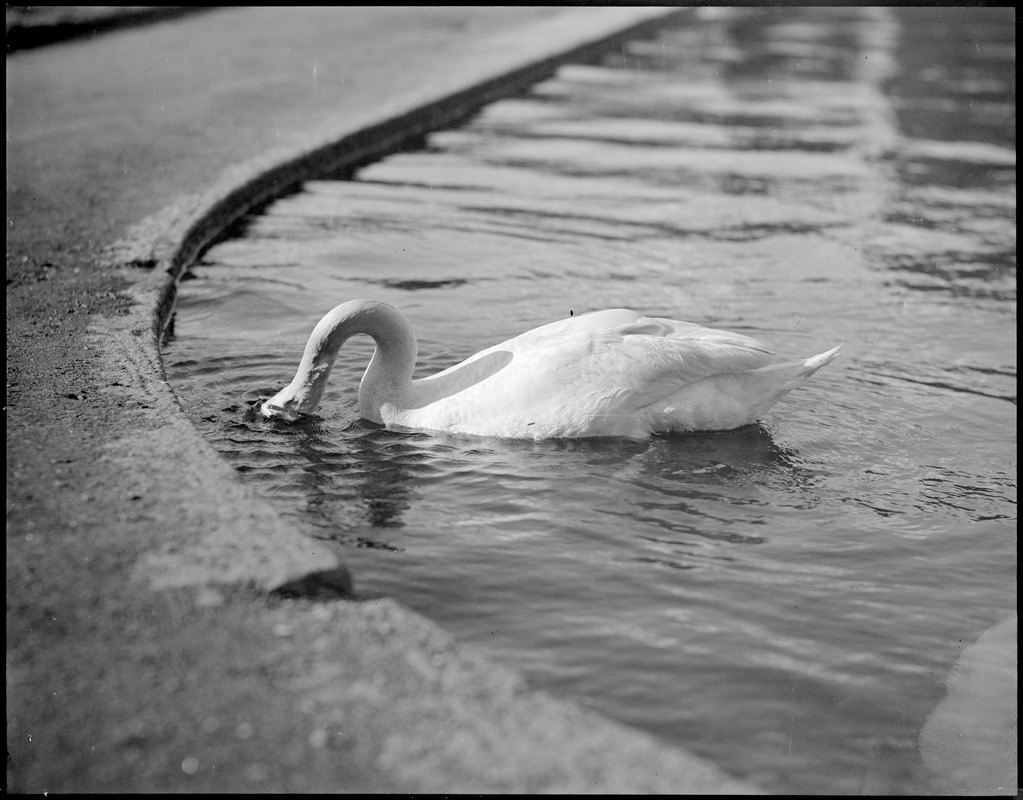 Swan ducks for food in Public Garden