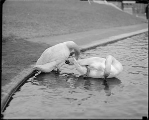 Swans - Public Garden