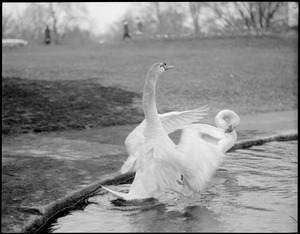 Swans - taking a bath in the Public Garden