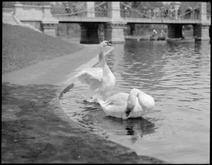 Swans: taking a bath - Public Garden