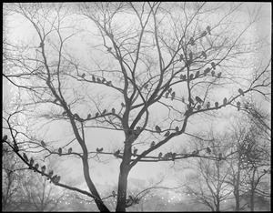 Pigeons roost in trees on Common. Very unusual.