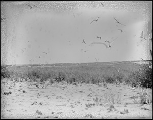 Tern Island, Chatham, Mass.