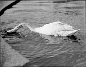 Swan ducks under the water for food, Public Garden